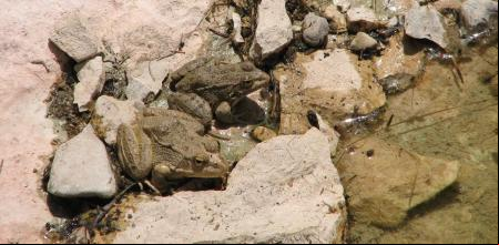 Pareja de ranas junto al agua.