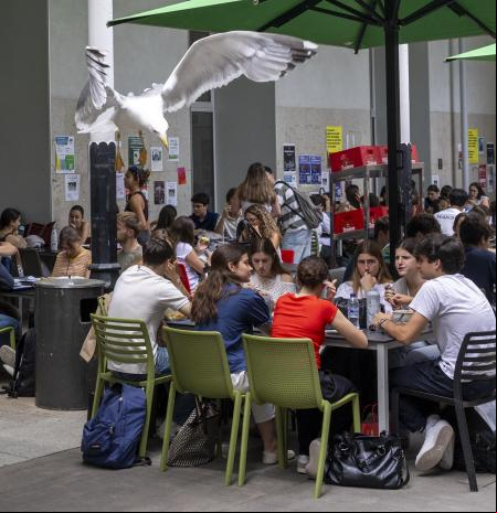 Las gaviotas también se ensañan con los universitarios del campus de la Ciutadella