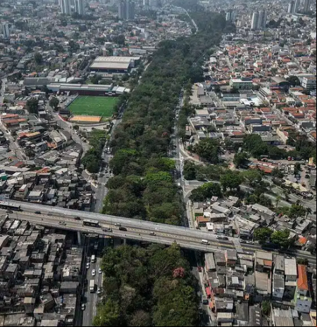 El jubilado que plantó 41.000 árboles y creó un bosque urbano en medio del asfalto