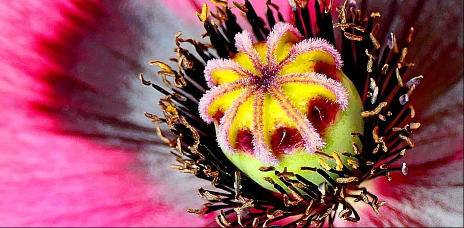¿En qué jardín de Barcelona crece la amapola con la que se extrae el opio?