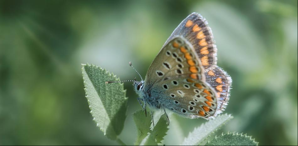 Cada mariposa es única como un bolso de firma
