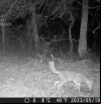 Primeras imágenes de un chacal dorado vivo en España: ¿avance en ecología o especie invasora?