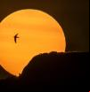 La puesta de sol de los vencejos