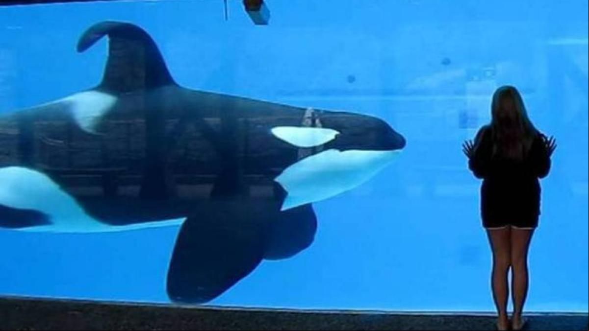 Ulisses, así está hoy la famosa orca que se fue del zoo de Barcelona hace 30 años
