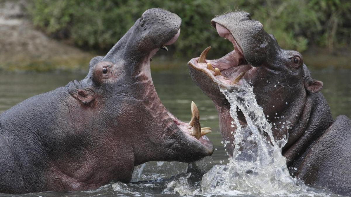 El hipopótamo es el animal más peligroso de África y muchos turistas lo ignoran