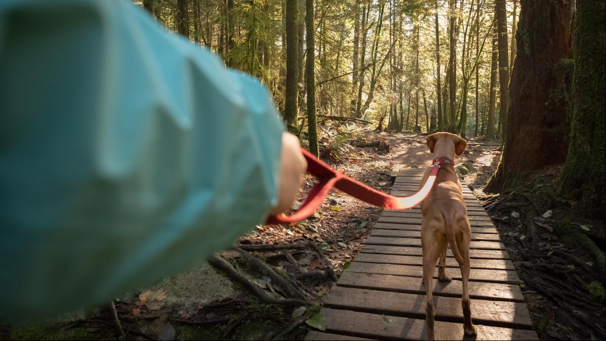 En qué contenedor debes tirar los excrementos de tu perro y por qué es importante recogerlos