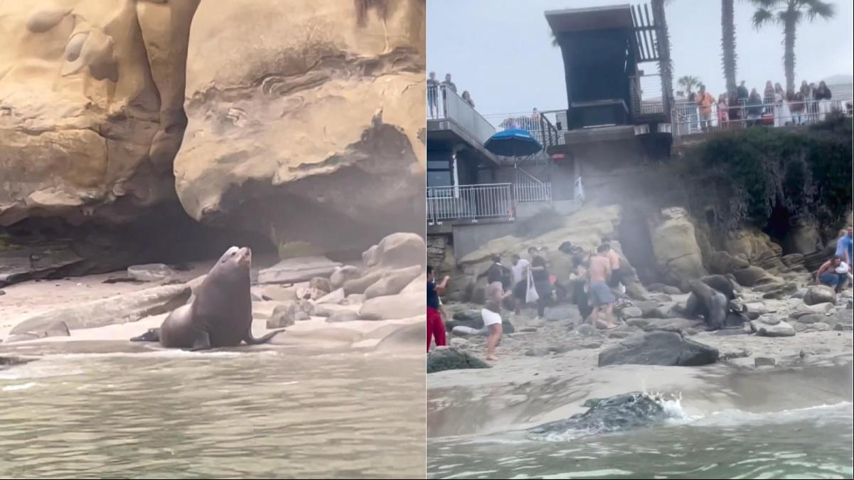 Terror en una playa de San Diego: dos leones marinos siembran el pánico entre los turistas