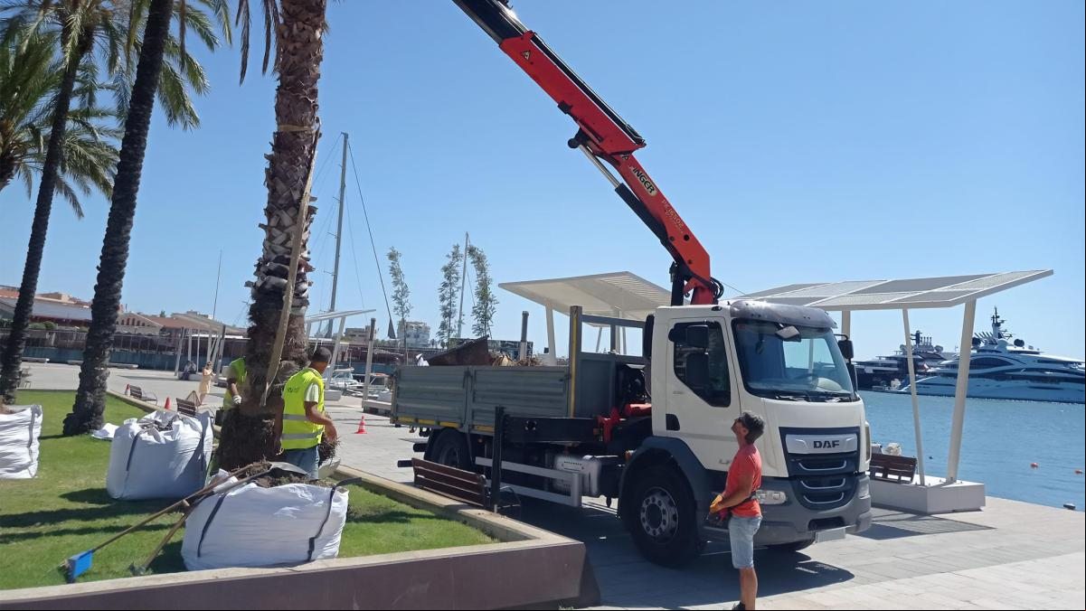 Tarragona tala 14 palmeras inestables por seguridad