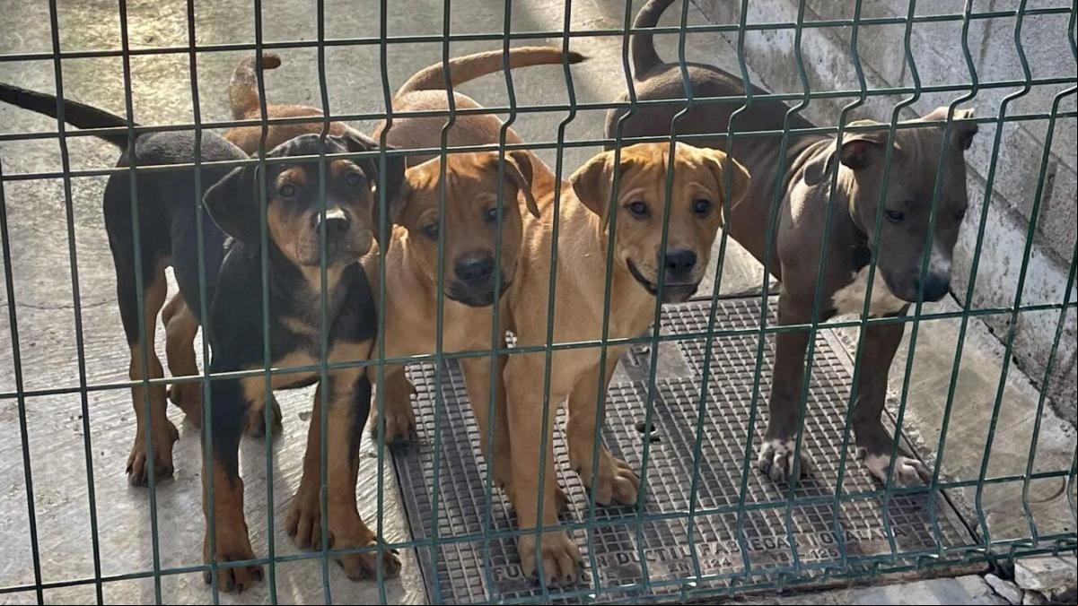 El abandono de 25 cachorros de perro colapsa el Centro de Animales Abandonados del Maresme