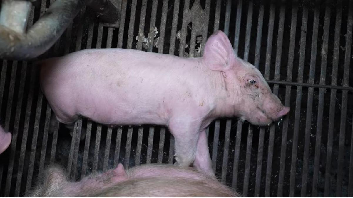 Nuevo caso de granja del terror: los cerdos son del alcalde y tienen certificado de bienestar Nuevo caso de granja del terror: los cerdos son del alcalde y tienen certificado de bienestar