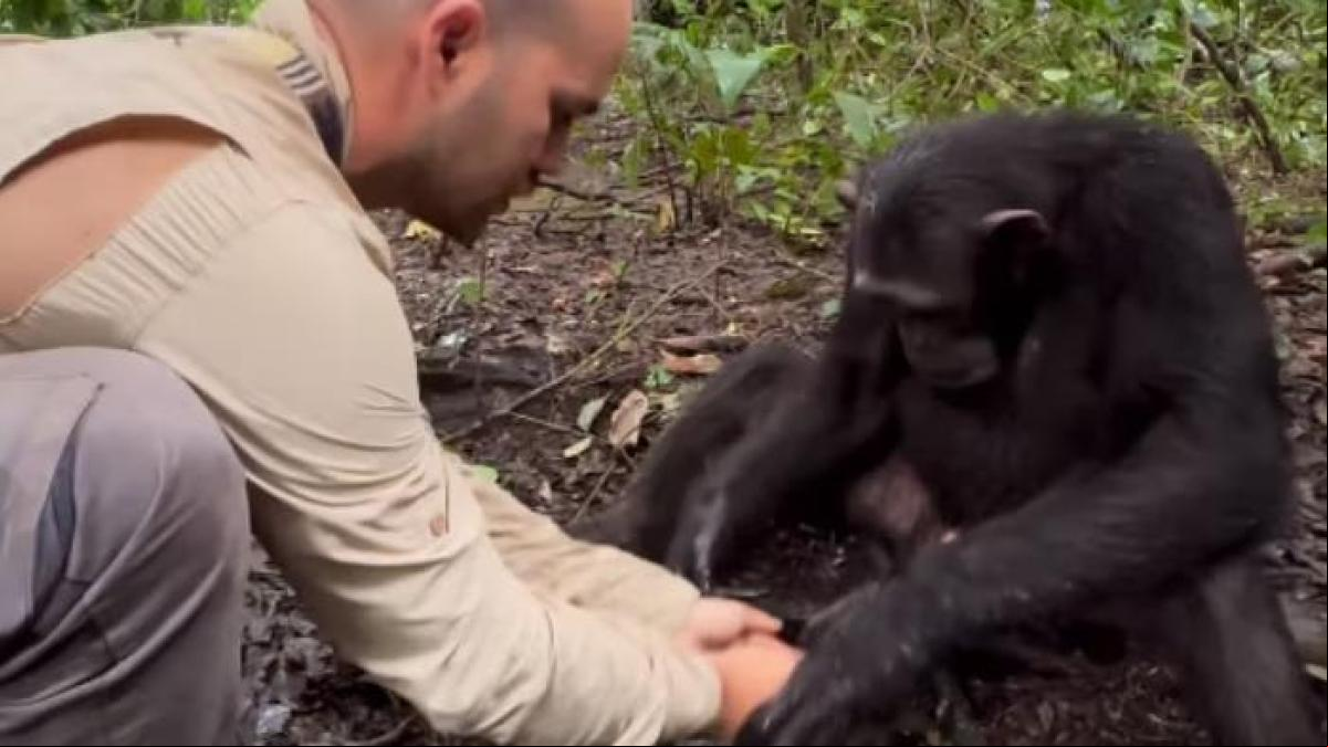 La conmovedora muestra de gratitud de un chimpancé que lava las manos a un humano tras darle de beber