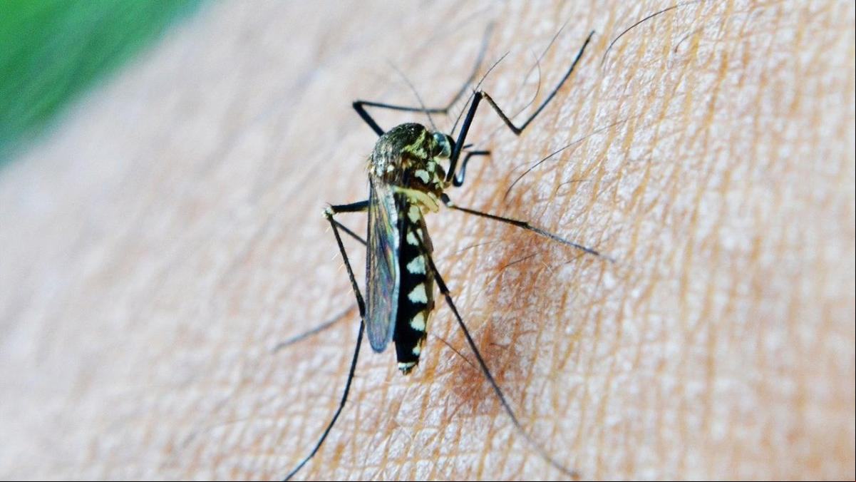 Alerta por la proliferación en España de mosquitos transmisores de enfermedades