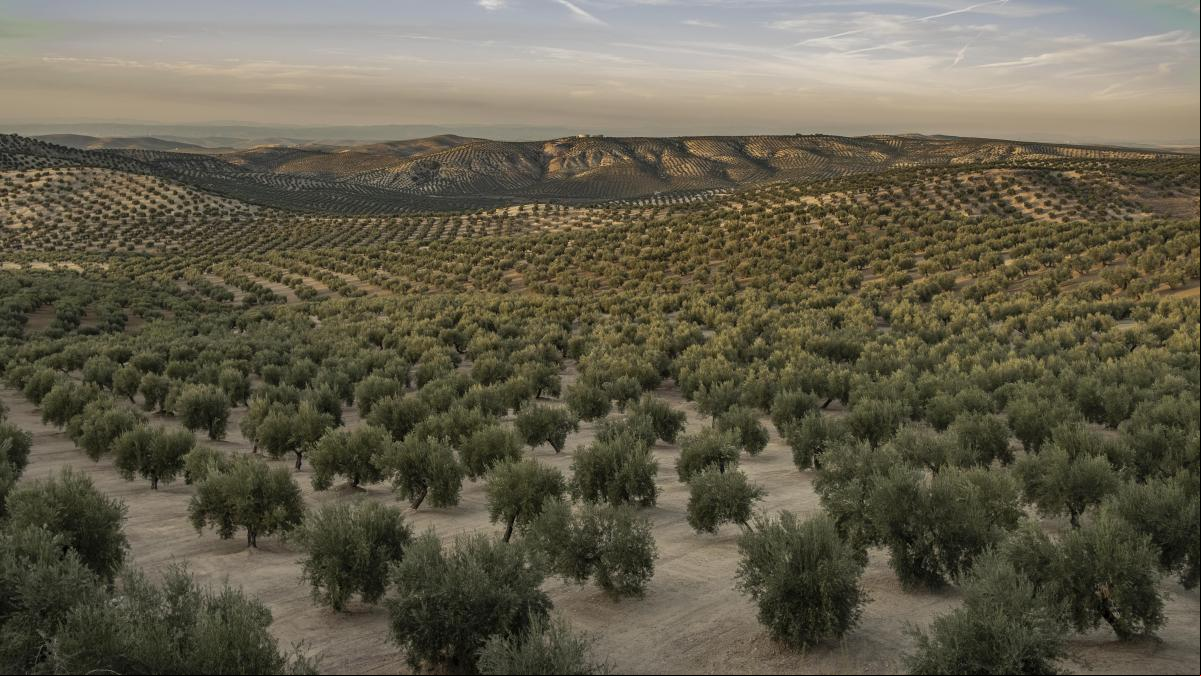 El olivar se moderniza El olivar se moderniza