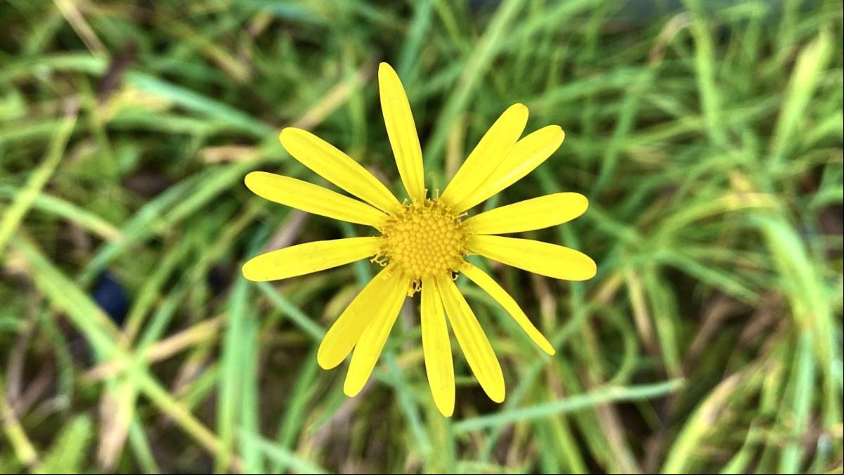 Senecio del Cabo, la planta invasora que amenaza los pastos de montaña