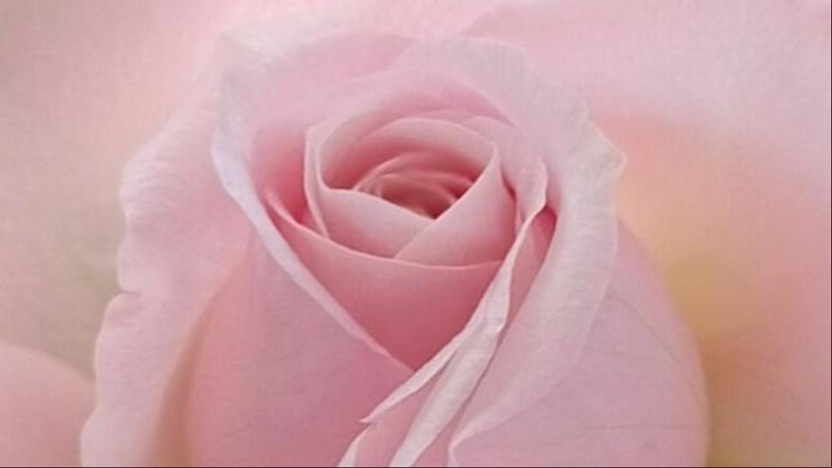 Las rosas post-Semana Santa