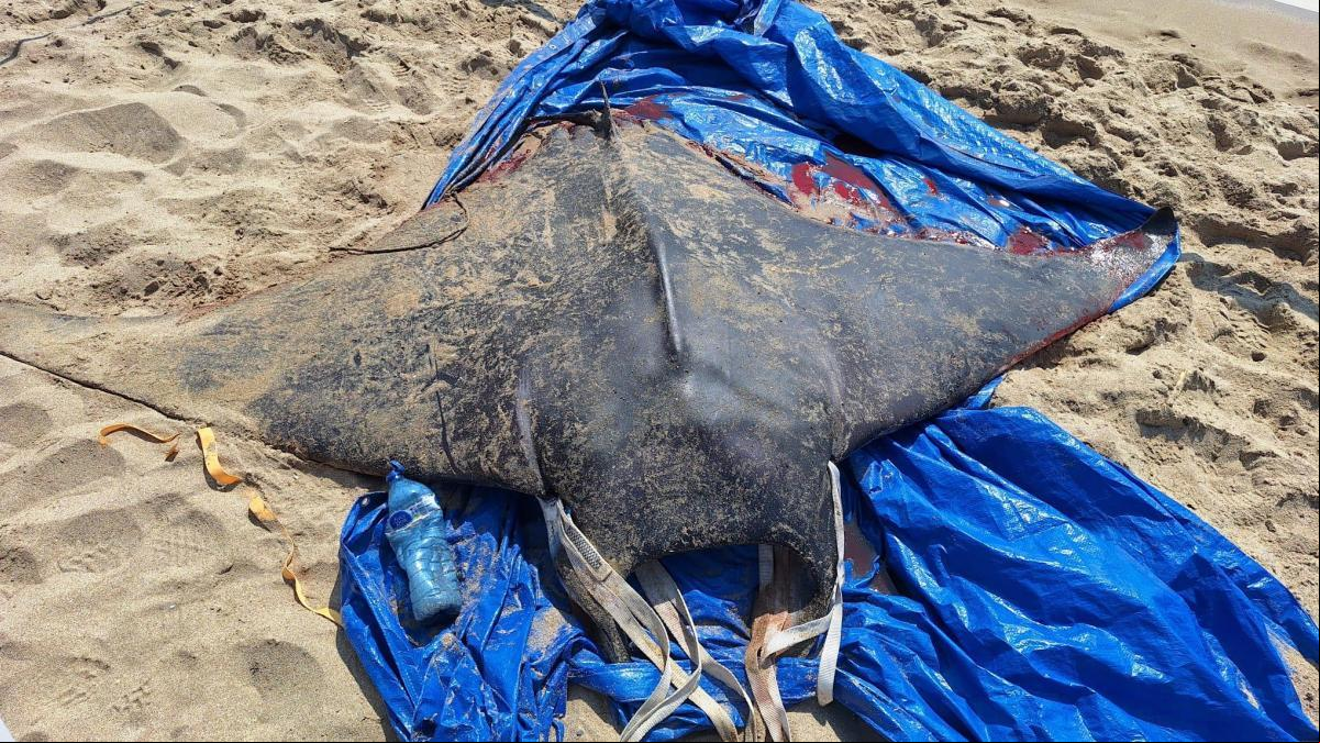 Muere una manta gigante de tres metros en las playas de Sitges