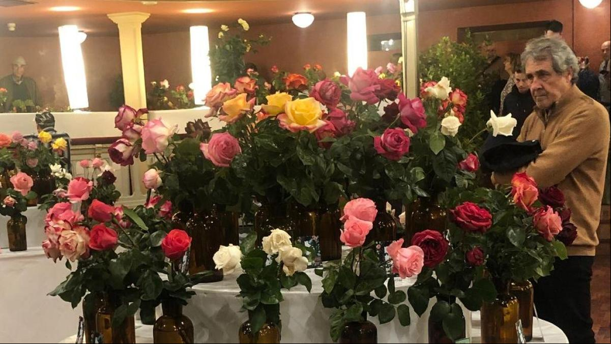 ¿Qué sería de la vida sin rosas?