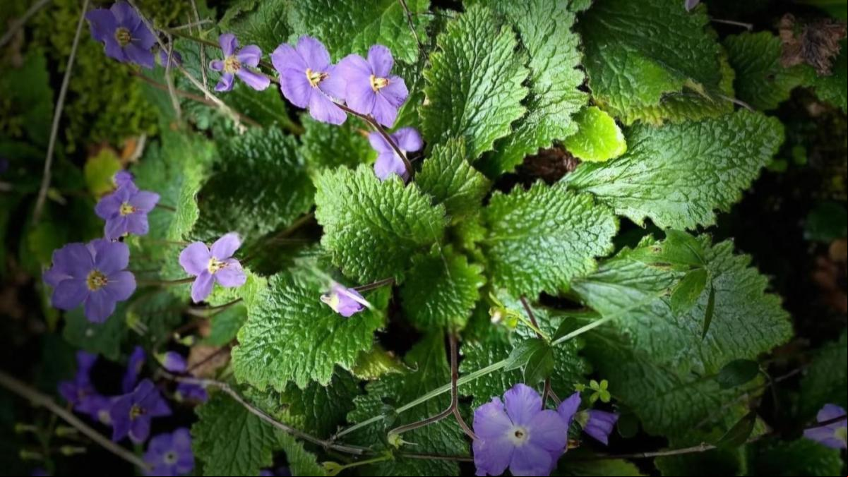 La planta endémica del Pirineo y Prepirineo