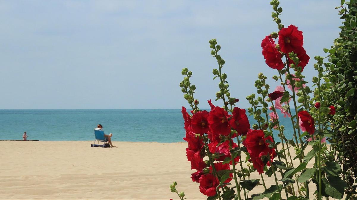 La floreada primavera llega hasta la playa