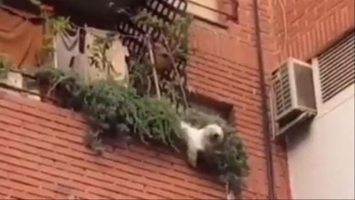 Vecinos de Novelda salvan a un perro tras caer al vacío desde un segundo piso