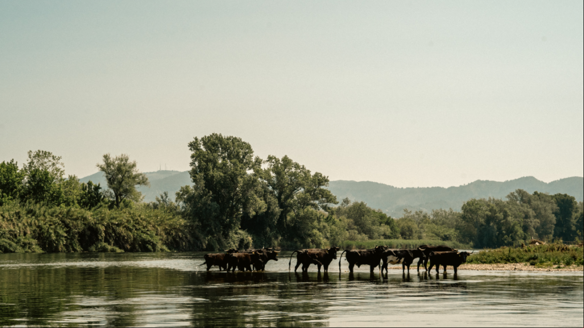 Cultura para salvar el Delta del Ebro