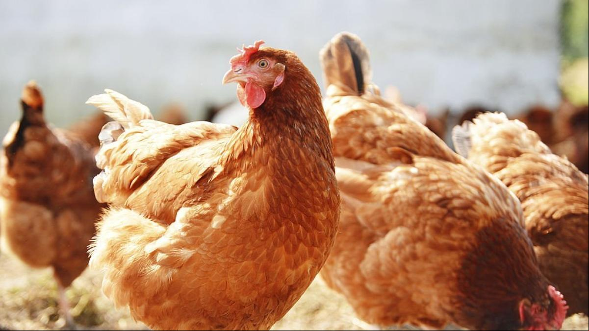 Un granjero cántabro pierde 5.000 gallinas por la ola de calor