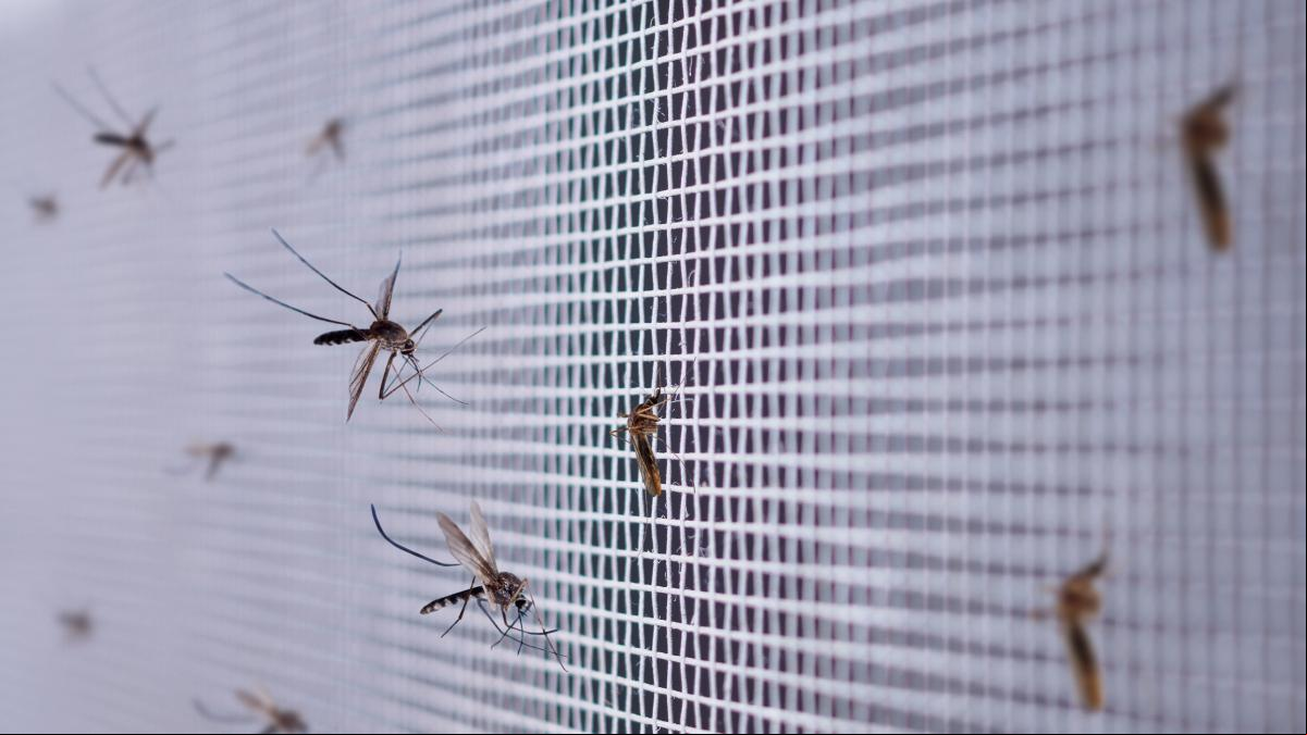 Mosquiteras baratas y fáciles de instalar para evitar que los mosquitos entren en tu casa