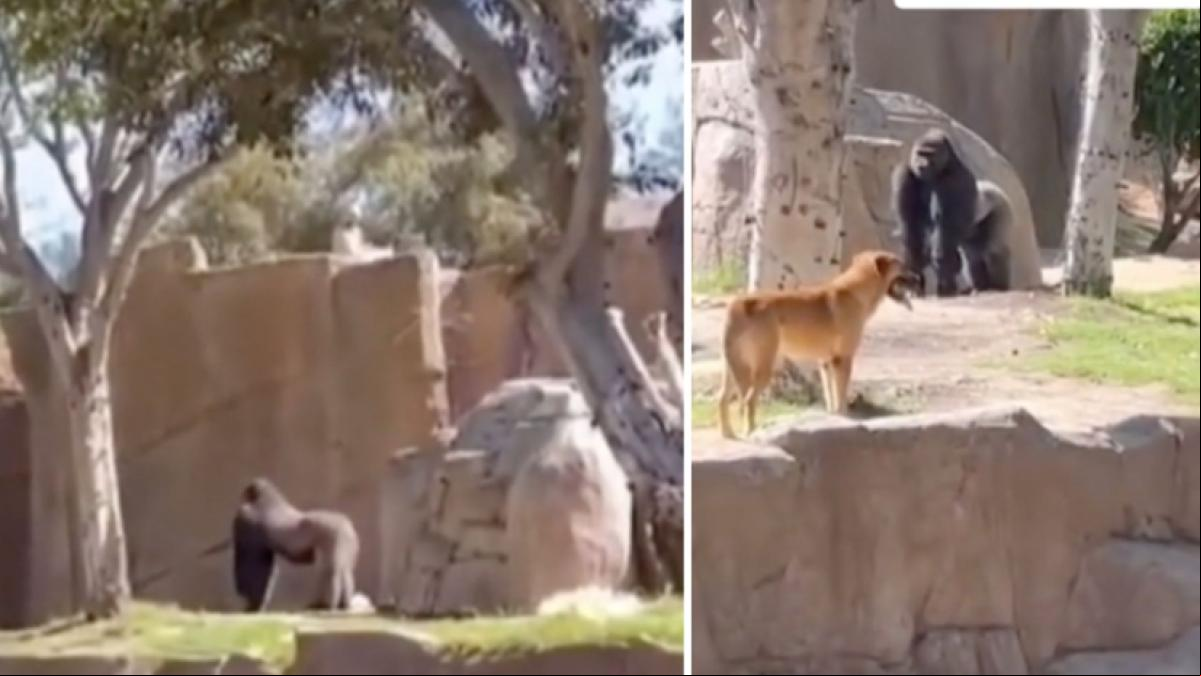El angustioso rescate de un perro que se cuela en la zona de los gorilas de un zoo