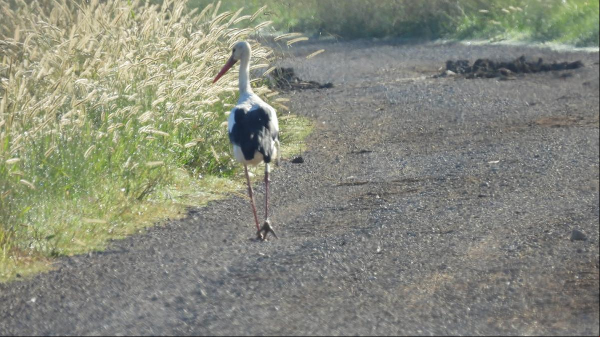 Cigüeñismo en los campos de arroz de Pals