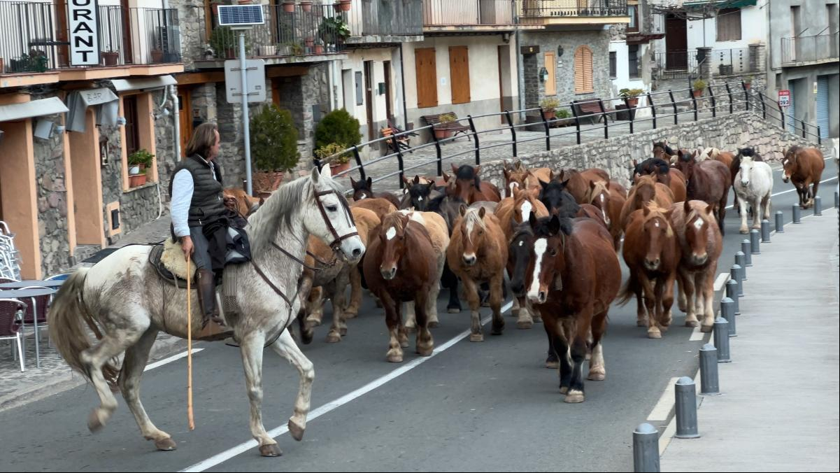 La trashumancia de caballos a pie sigue viva en el Pallars