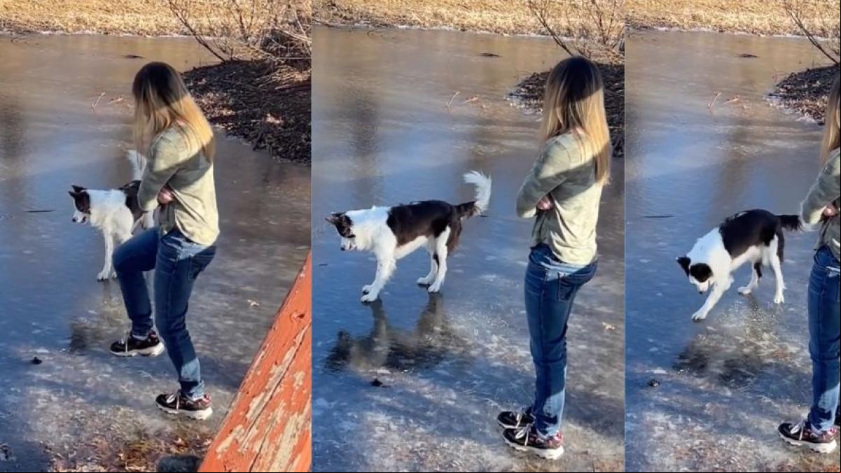 La hilarante reacción de un border collie al copiar a su compañera humana pisando hielo