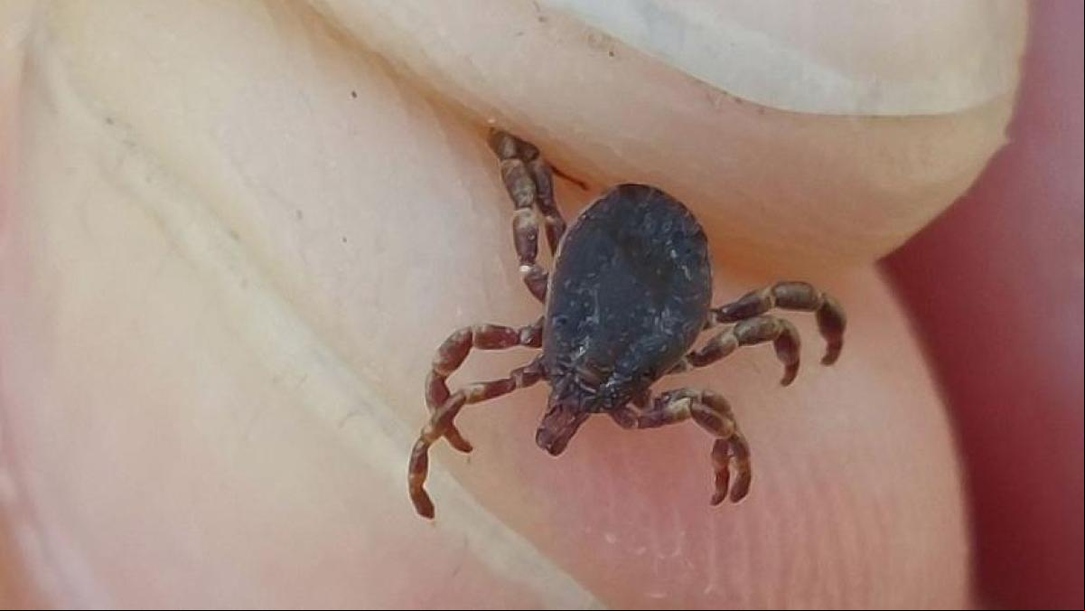 La plaga de garrapatas H.lusitanicum será incontrolable si no se frena al jabalí y los conejos