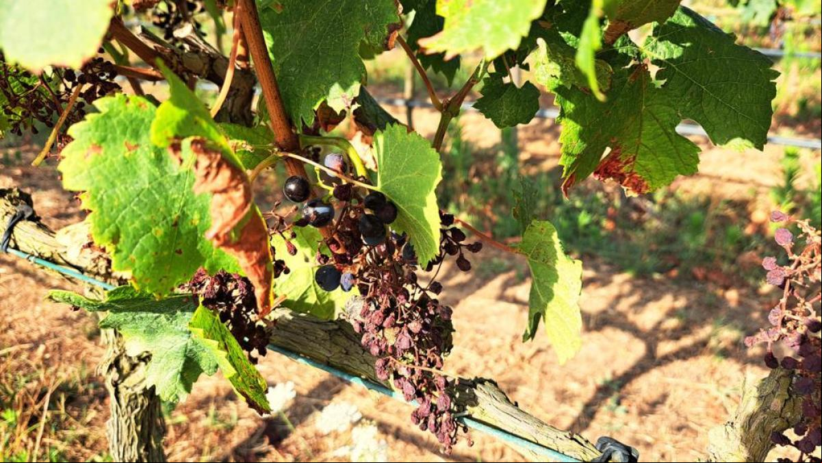 El duro verano de la viña en el Baix Empordà