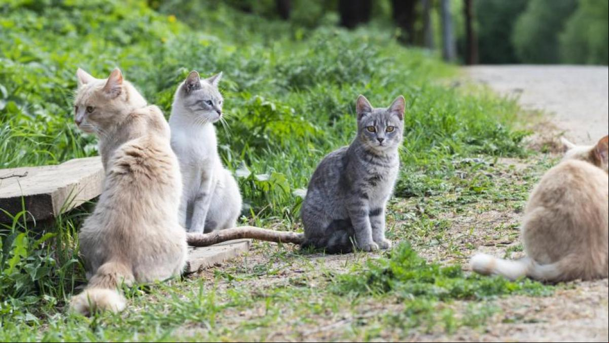 Rescatados 74 gatos de un piso de una mujer que sufre el síndrome de Noé en Madrid