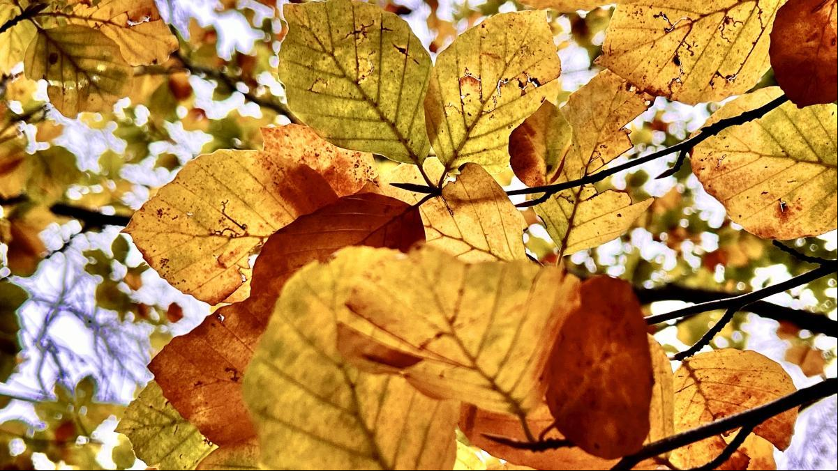El gran secreto del color marrón del otoño