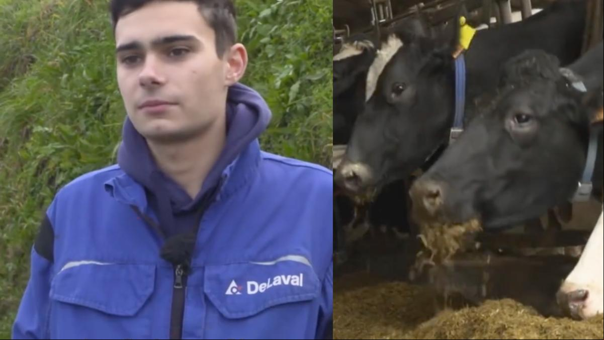 Damián, ganadero en Galicia: “Todas mis vacas tienen nombre porque no me gusta identificarlas con un número, creo que agradecen que las trates de la mejor forma posible”