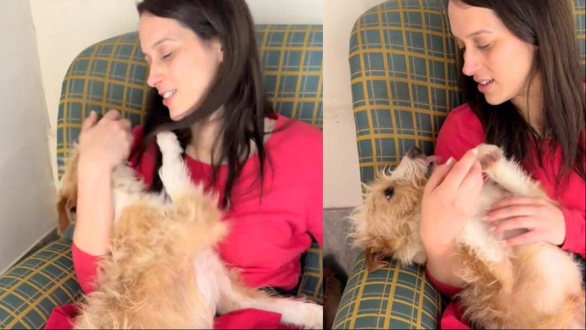 El enternecedor cambio de Boris, un perro encadenado rescatado en Pontevedra que ahora es el más cariñoso: “Puro amor, sólo le tocó hacerse el malo, un mecanismo de defensa”