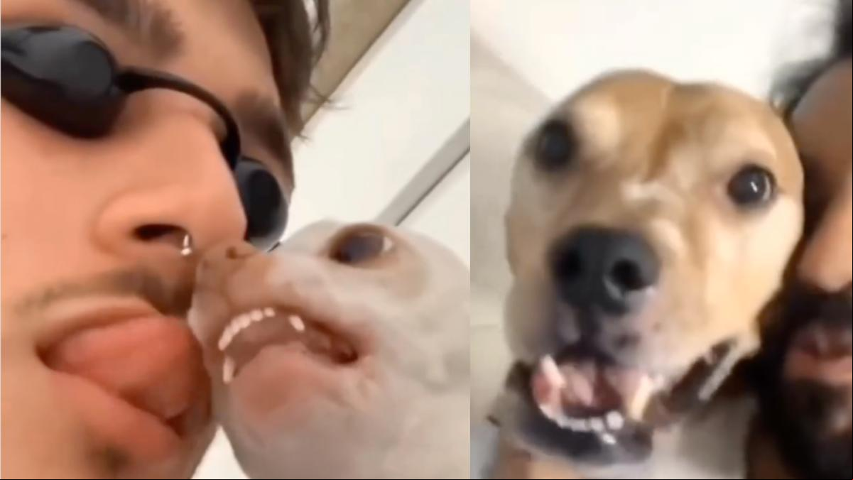 ¿Qué sienten los perros cuando acercamos nuestra cara a su boca para darles besos?: “Para ellos puede ser amenazante, besar y abrazar no es parte de su lenguaje”