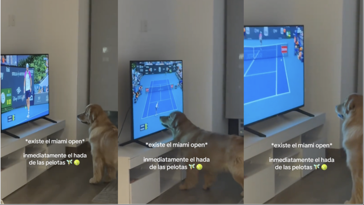 El hilarante vídeo un golden retriever mientras ve un partido de tenis: “Buscaba la pelota debajo de la televisión”