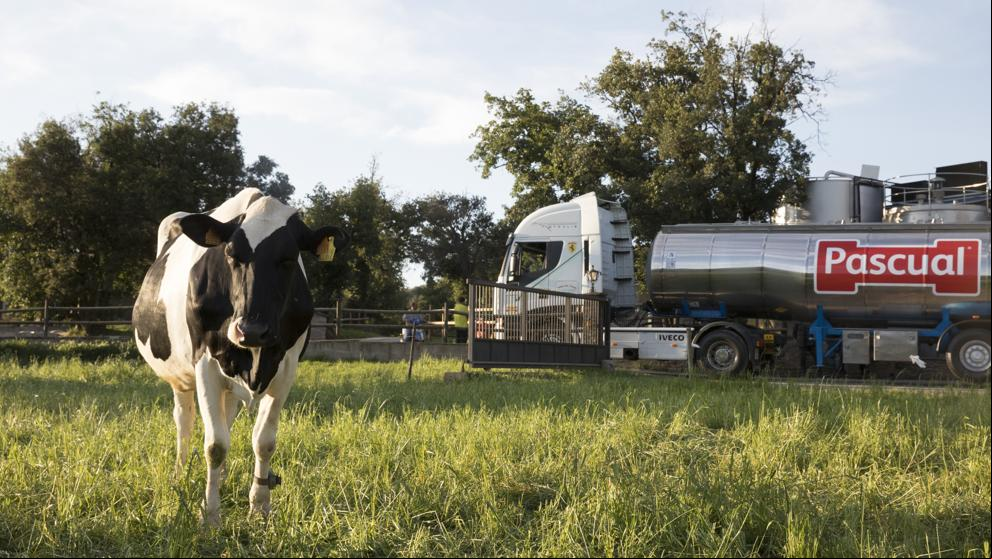 ¿Son felices las vacas? La respuesta está en el brik