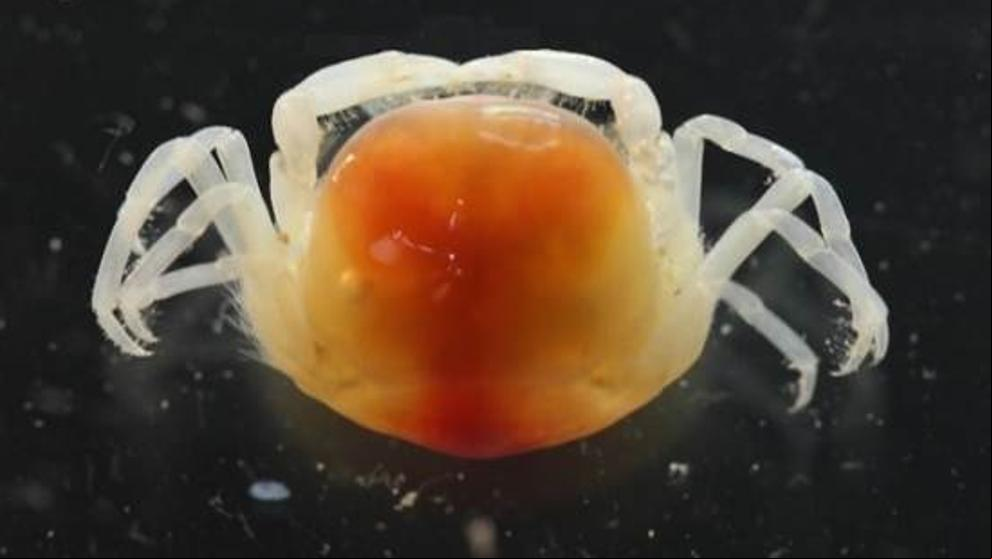 Descubren una nueva especie de cangrejo simbionte, y vive en nuestras aguas