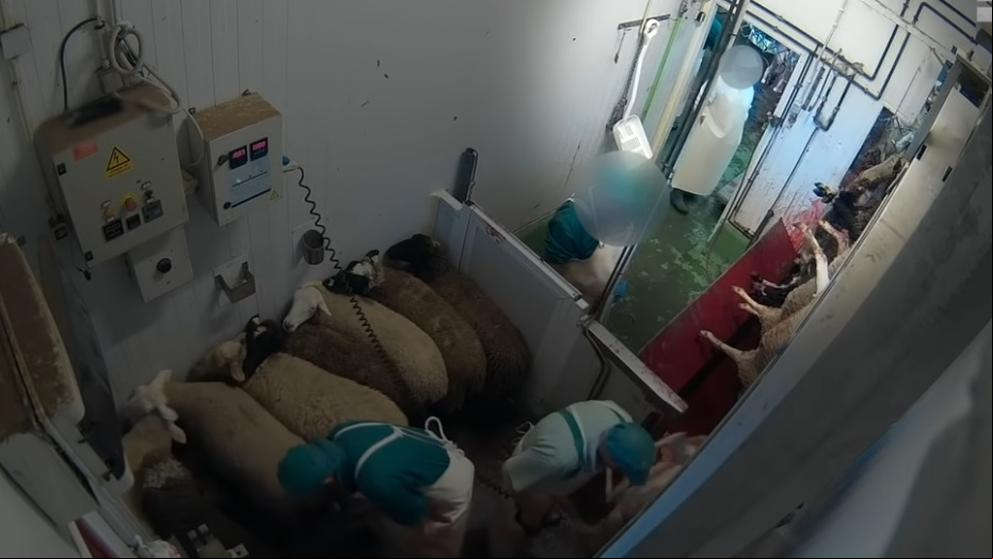 Equalia denuncia otro matadero de Castilla y León