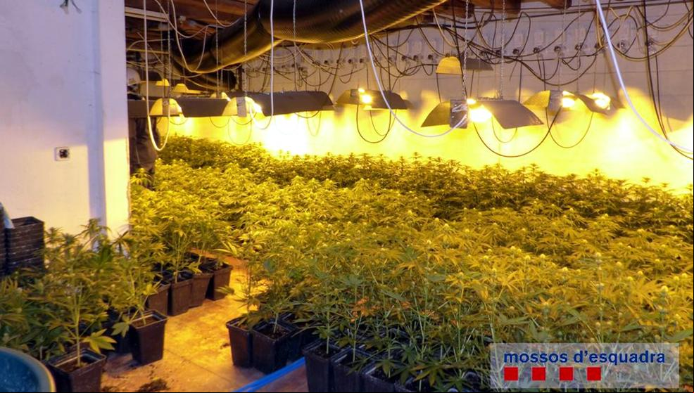 Tres detenidos por cultivar 639 plantas de marihuana en una casa de Bescanó