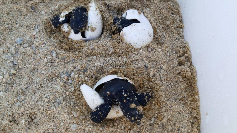 La mayoría de tortugas nacidas en Cabo Verde serán hembras debido a la crisis climática