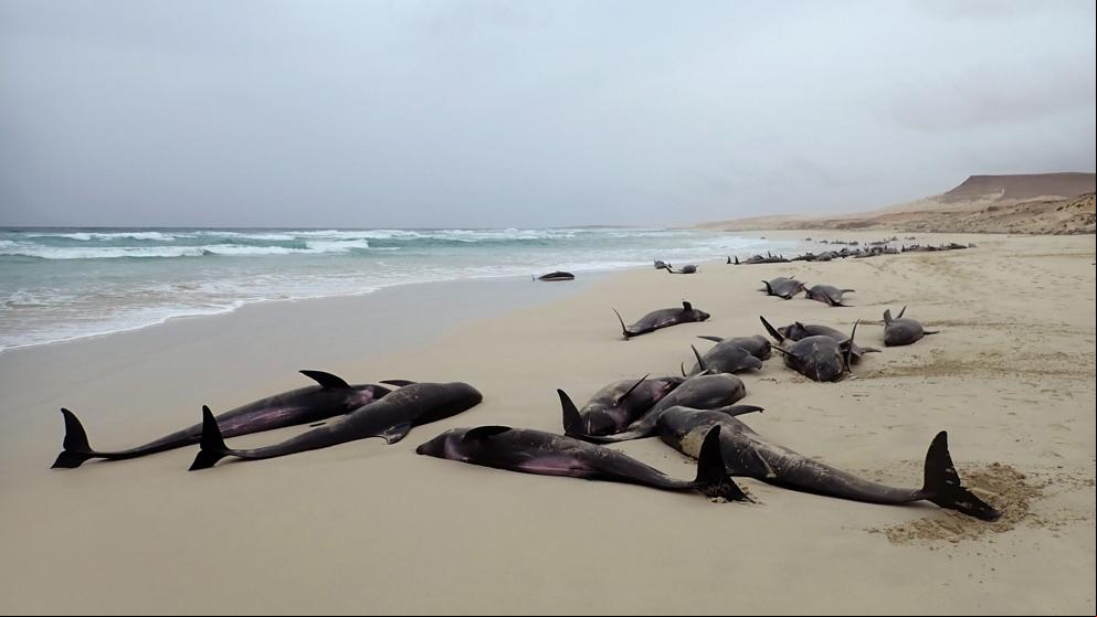 Más de un centenar de delfines varan en un playa de Cabo Verde