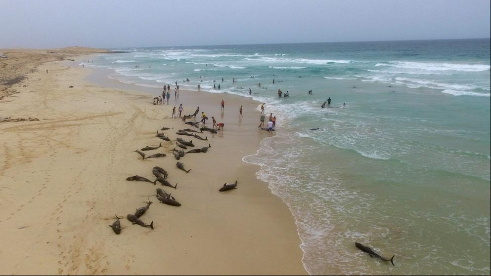 Más de un centenar de delfines varan en un playa de Cabo Verde