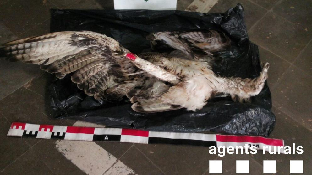 Los tendidos eléctricos, el peor enemigo de las aves de gran envergadura