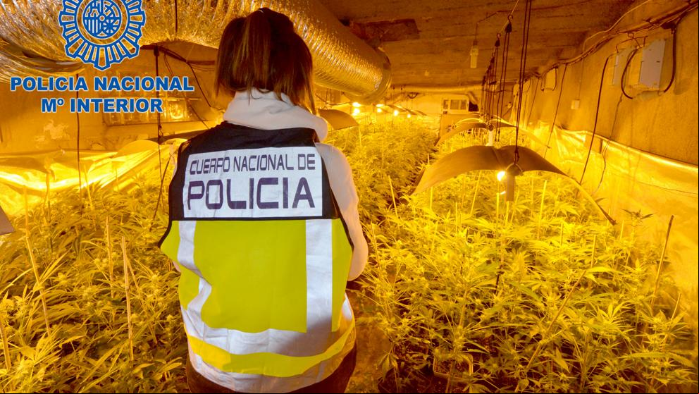 Confiscados 11 kilos de marihuana y 787 plantas en Vallirana