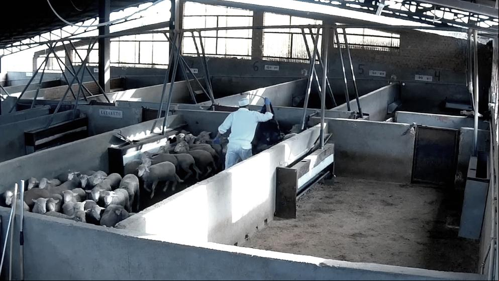 Golpes, patadas y escasa higiene: las impactantes imágenes de un matadero de Toledo